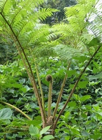 Tree fern